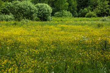 A spring meadow of the blossoming buttercups on a spring meadow.