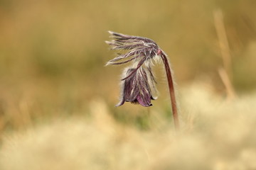 Pulsatilla pratensis. They grow in sunny and bright places. For example, on rocky and grassy slopes. On meadows, steppes or in the woods. It is a thermophilic species. Wild nature. Beautiful picture. 