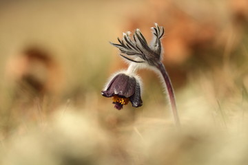 Pulsatilla pratensis. They grow in sunny and bright places. For example, on rocky and grassy slopes. On meadows, steppes or in the woods. It is a thermophilic species. Wild nature. Beautiful picture. 