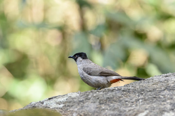Sooty-headed bulbul in the forest with green bokeh background , Thailand