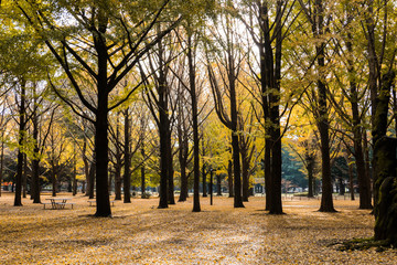 Gingko leaves foliage in autumn season.