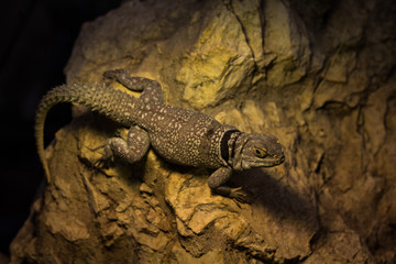 Agama in the zoo