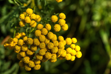 Tanacetum. Field flower. The tansy flower growing on a summer meadow.
