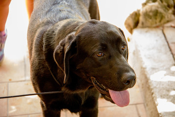 Labrador nero