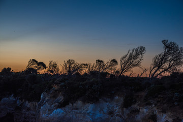 Silhouetted trees near Twelve Apostles and Great Ocean Road by dusk, Melbourne, Victoria, Australia