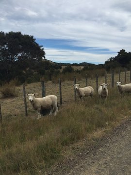 Sheep Waiting Alongside Road Near Cape Kidnappers Golf Course, Hawkes Bay New Zealand