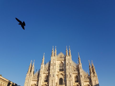 Un piccione a Milano 