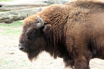 Fototapeta premium Bison at Prague Zoo
