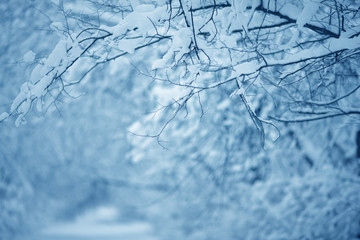 trees in the forest are completely covered with snow