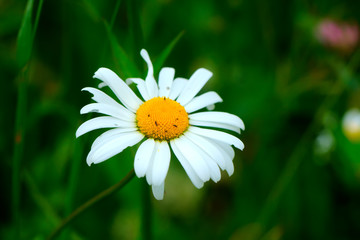Fototapeta premium The camomile flower growing on a summer meadow.