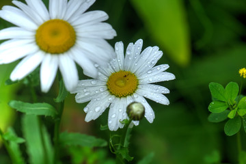 Obraz premium The camomile flower growing on a summer meadow.