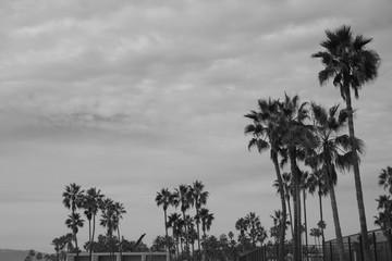 Obraz premium palm trees