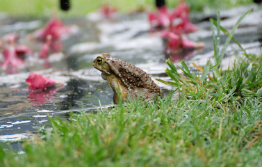 Big frog enjoying the nature after the rain