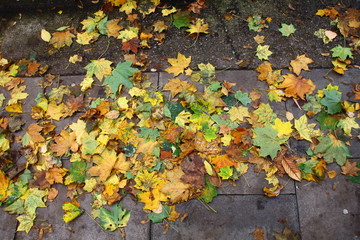 autumn