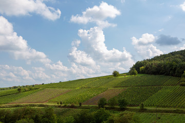 Fototapeta na wymiar Vineyards with nice clouds as background