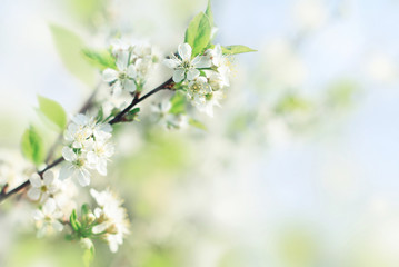 Spring soft background with fresh apple blossom flowers, blurred delicate light blue and green tones. 