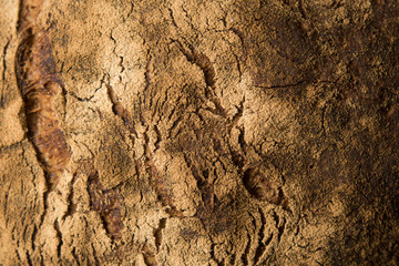 Home baked bread crust closeup