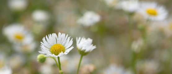 small daisy flowers macro