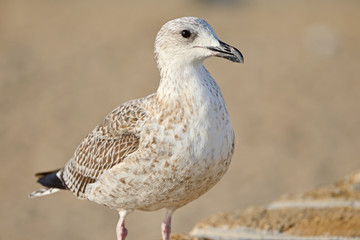 Seagull © Tomasz Warszewski