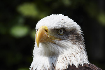 Bald eagle.