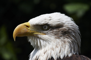 Bald eagle.