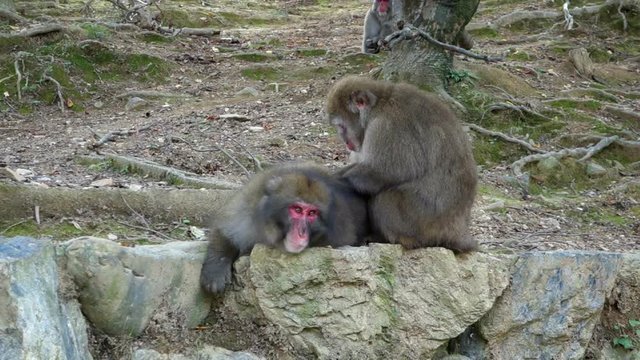 Japanese macaque monkey deworm another monkey in Arashiyama, Kyoto, Japan