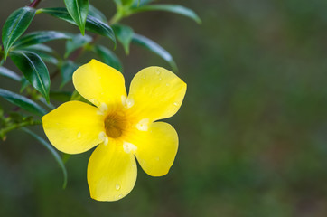 Allamanda cathartica flower with rain drops. 