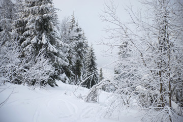 Walking through the winter forest, pines in the snow