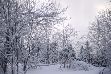 morning in the frosty winter forest