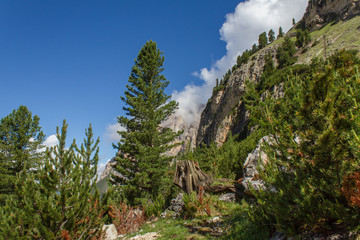 Obraz premium Foresta sulle Dolomiti (Italia)