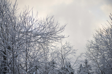 morning in the frosty winter forest