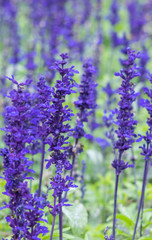 close up of lavdender violet stem.