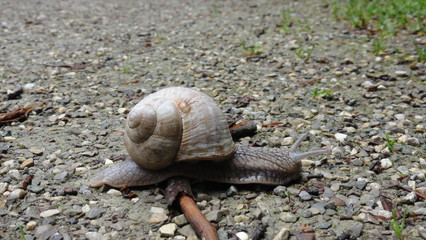 Kleine_Schnecke_1