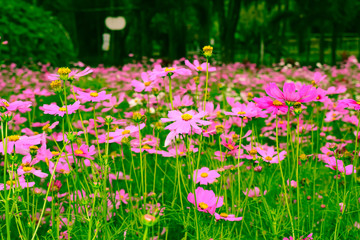 flowers the world's beauty with around organisms
