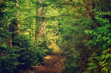 Summer green forest with path, natural outdoor seasonal background.