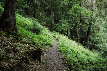 Dark moody forest with path and green trees, natural outdoor vintage background