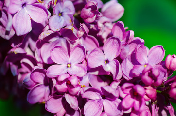 Naklejka na ściany i meble Macro image of spring soft violet lilac flowers, natural seasonal floral background.