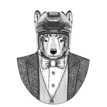 Wolf, Dog Animal wearing jacket with bow-tie and hockey helmet or aviatior helmet. Elegant hockey player. Image for tattoo, t-shirt, emblem, badge, logo, patch