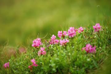 Pink rhododendron flowers growing in mountains, nature floral background