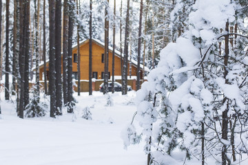 background landscape, beautiful big wooden house in the midst of a snow-covered pine forest in winter