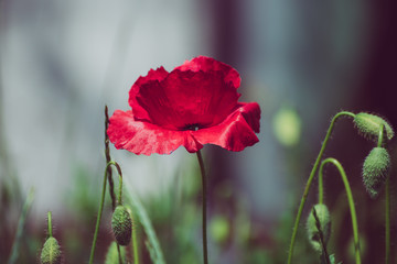 Red poppy flowers blooming in the green grass field, floral natural spring background, can be used as image for remembrance and reconciliation day
