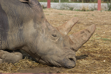 Obraz premium Rinoceronte