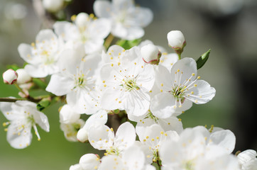 Blossoming of the apricot tree in spring time with white beautiful flowers. Macro image with copy space. Natural seasonal background.