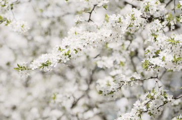 Spring seasonal background with blooming plum tree branches, natural seasonal floral background