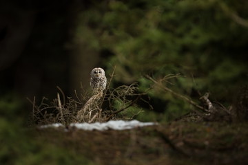 Strix aluco. It occurs in the Czech Republic. Free nature. The wild nature of the Czech Republic. Beautiful image of the owl. From Owl's Life. Owl on the tree. Black eyes.