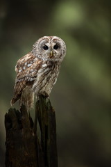Strix aluco. It occurs in the Czech Republic. Free nature. The wild nature of the Czech Republic. Beautiful image of the owl. From Owl's Life. Owl on the tree. Black eyes.