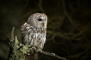 Strix aluco. It occurs in the Czech Republic. Free nature. The wild nature of the Czech Republic. Beautiful image of the owl. From Owl's Life. Owl on the tree. Black eyes.
