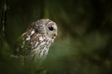 Strix aluco. It occurs in the Czech Republic. Free nature. The wild nature of the Czech Republic. Beautiful image of the owl. From Owl's Life. Owl on the tree. Black eyes.