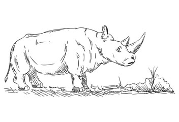  rhinoceros animal