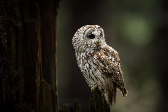 Strix aluco. It occurs in the Czech Republic. Free nature. The wild nature of the Czech Republic. Beautiful image of the owl. From Owl's Life. Owl on the tree. Black eyes.